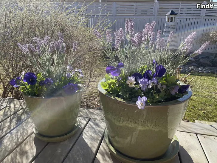 Köpes Köpes / Ostetaan Plantagen utekruka / ulkoruukku