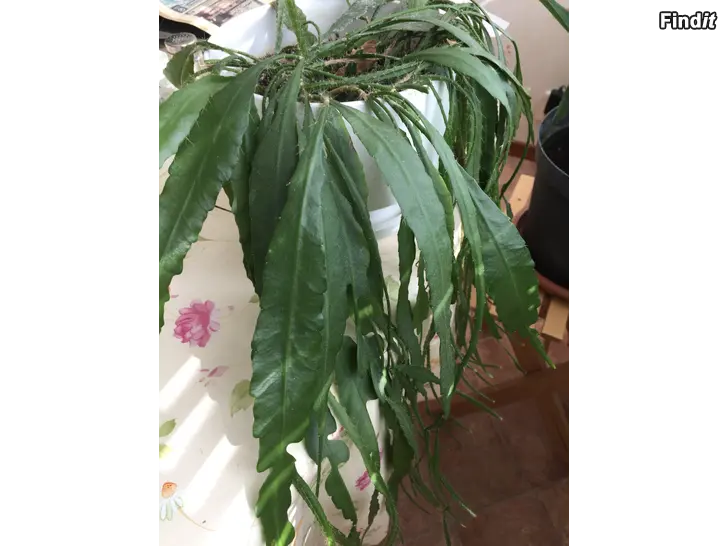 Säljes Bladkaktus, röda blommor