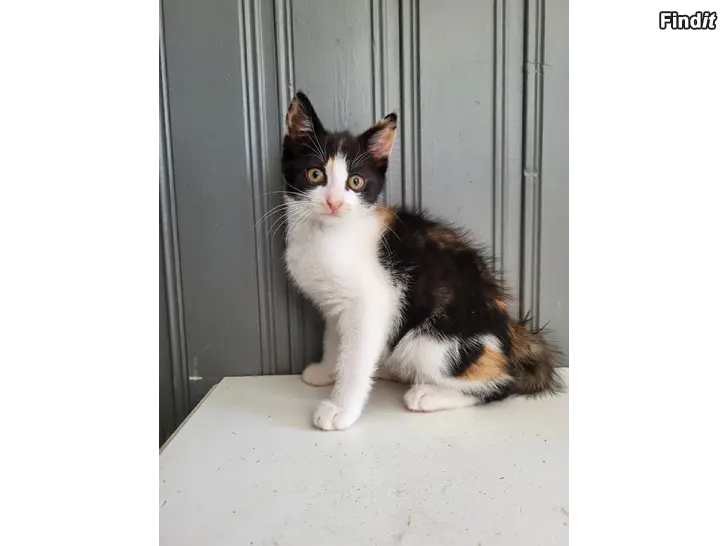 Säljes Kattunge söker hem