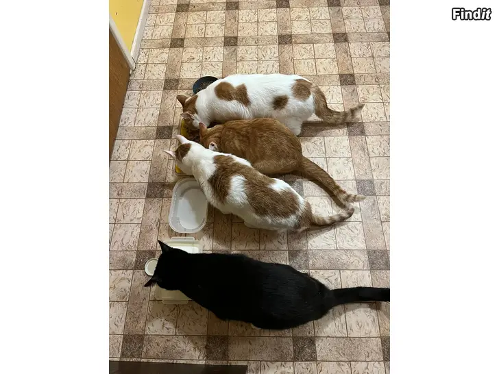 Säljes Behöver ett nytt kärleksfullt hem