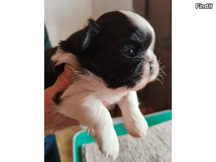 Myydään Shih tzu valpar