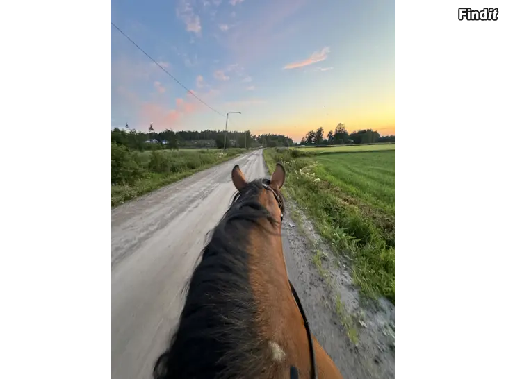 Säljes Vuxengrupp i hästhantering och ridning