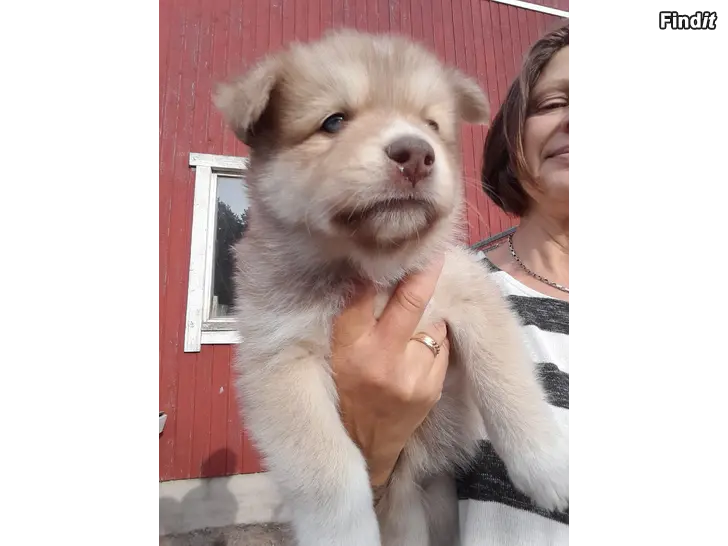 Myydään Lapphund tikvalp