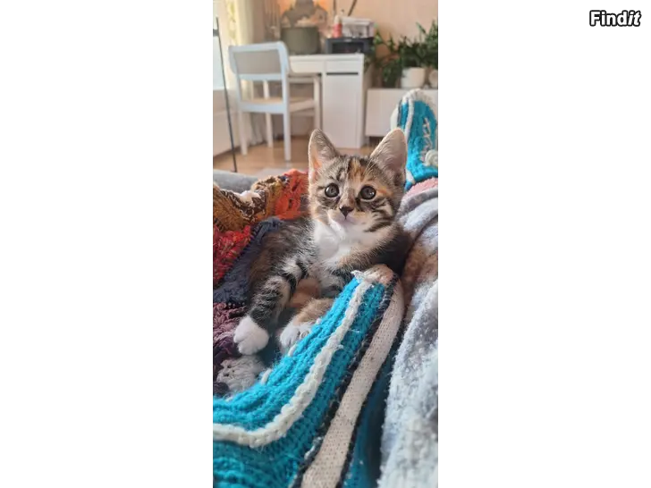 Myydään Kattungar