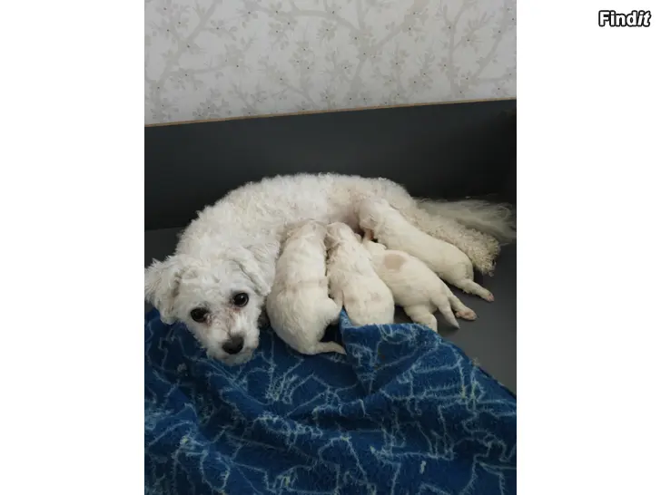 Myydään Bichon Frice