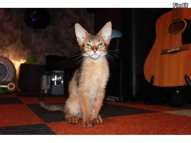 Säljes Chausie