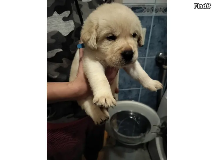 Myydään Labradorinnoutajan ja kultainennuotaja mix pennut