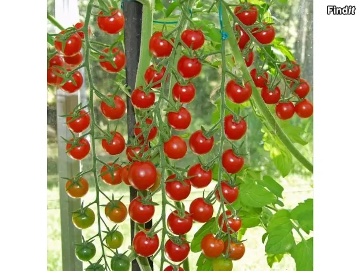 Säljes Tomatplantor