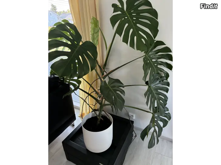 Säljes Monstera, grönväxt