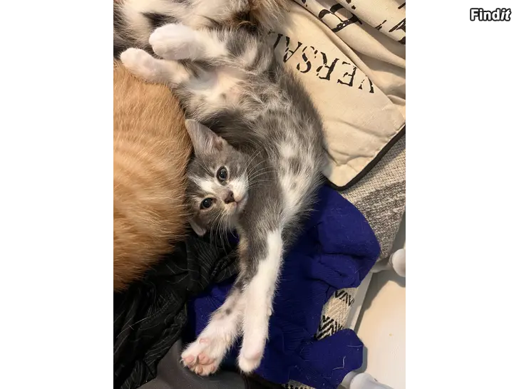 Säljes Kattungar/Kissanpentujat