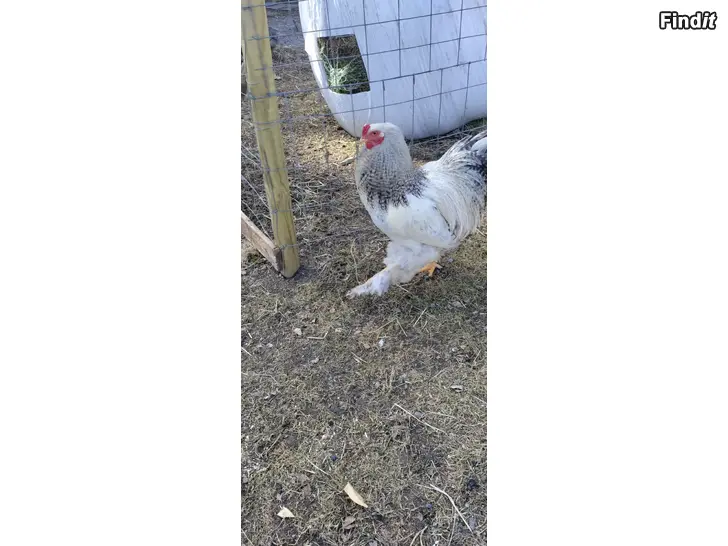 Myydään Brahma kukko