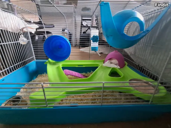 Säljes Liten dvärg hamster och bur