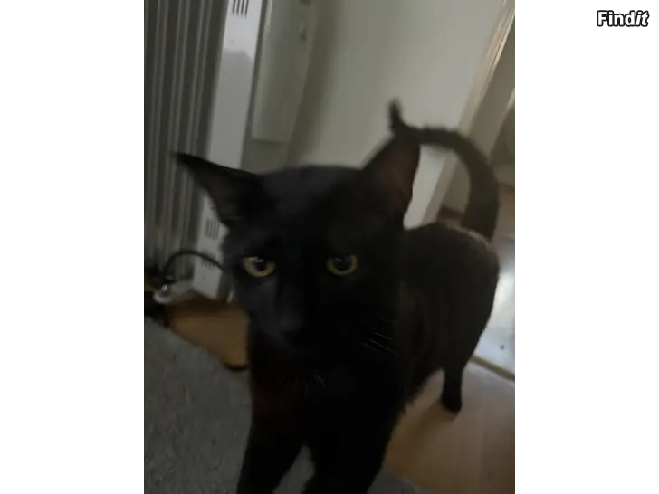 Myydään Kissa