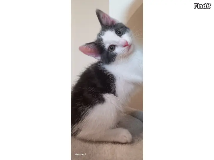 Säljes Kattungar