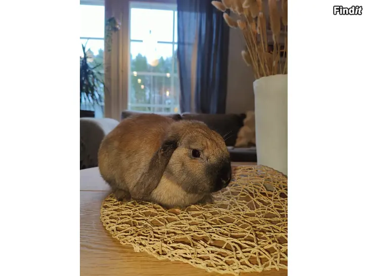 Säljes Dvärgvädur kanin