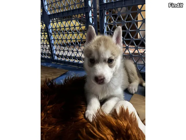 Myydään Siperianhuskyn pennut etsivät rakastavaa loppuelämän kotia kotikoirana