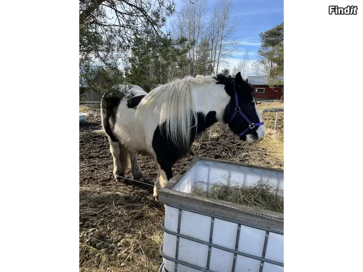 Säljes 6- årig valak