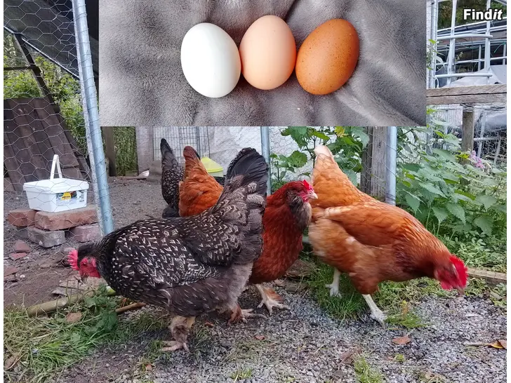 Säljes Fin liten hönsflock till salu