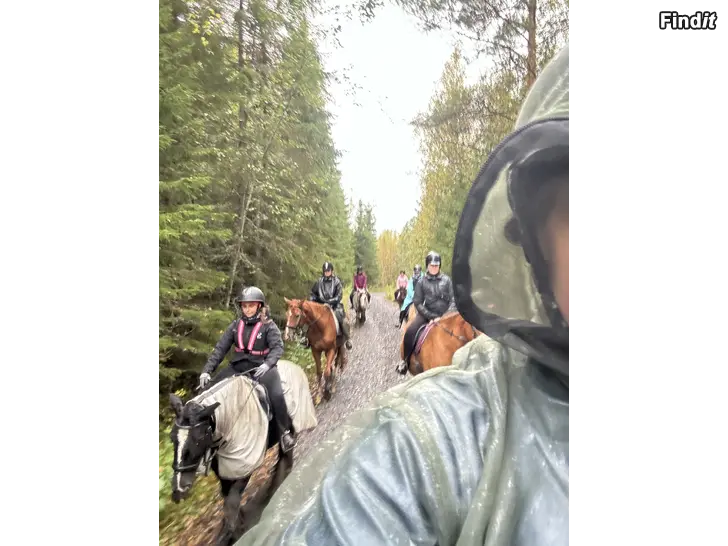 Säljes Vuxengrupp i ridning