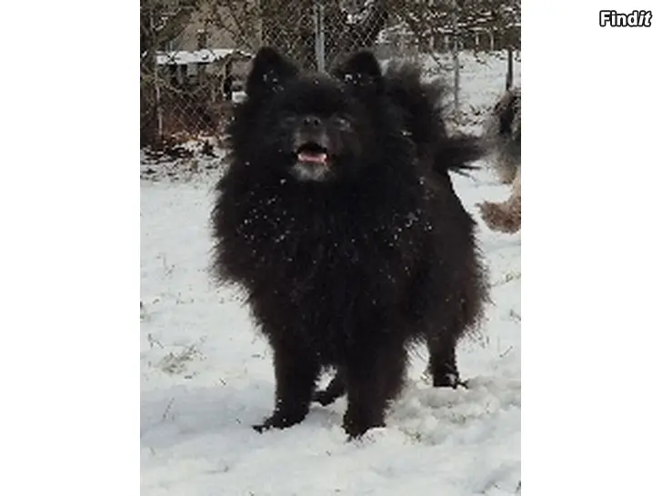 Myydään Pomeranian