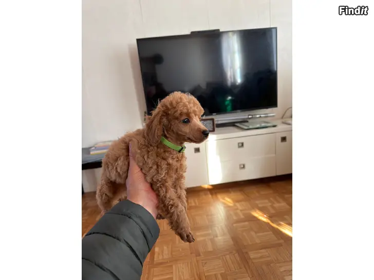 Säljes Suloiset pienikokoiset urospentue