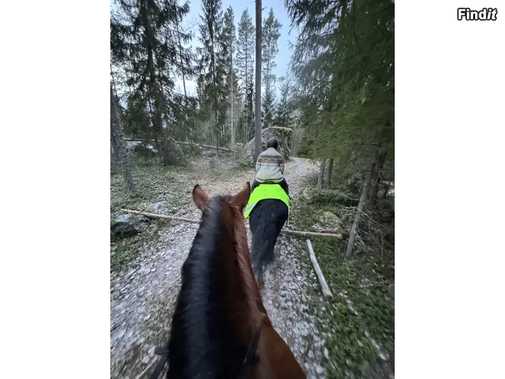 Säljes Vuxengrupp i ridning