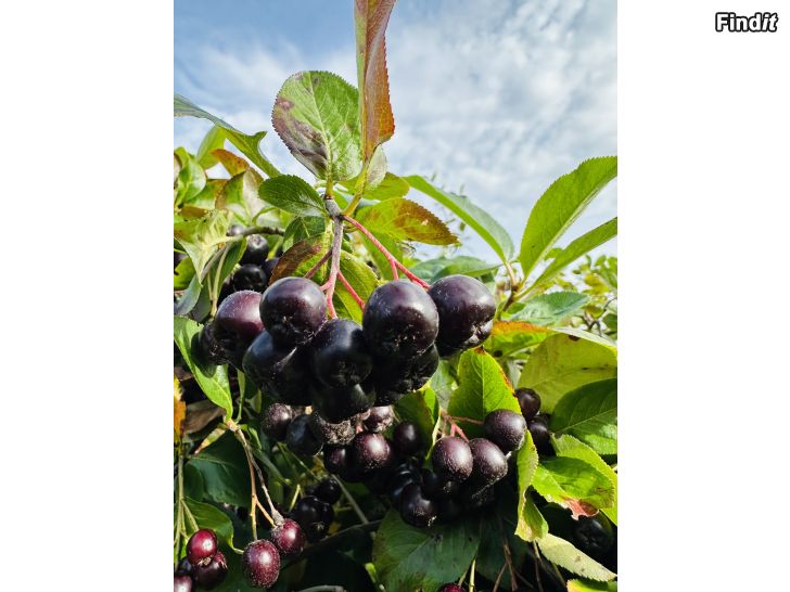 Säljes Bär Aronia