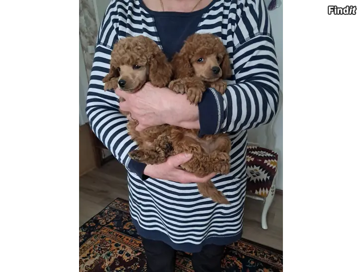 Myydään Toy villakoira