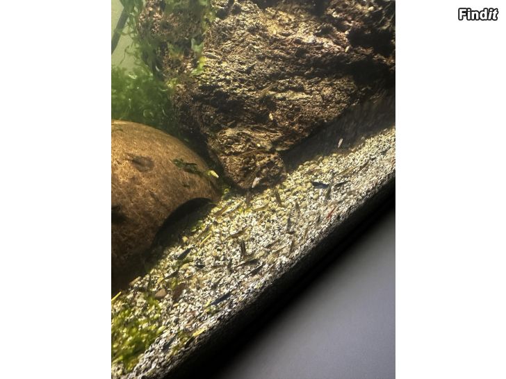 Säljes Akvarieräkor