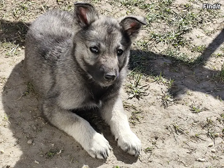Myydään Blandras hundvalpar