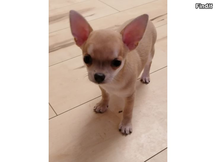 Säljes Chihuahua