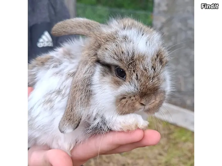 Säljes Dvärgvädurskaniner