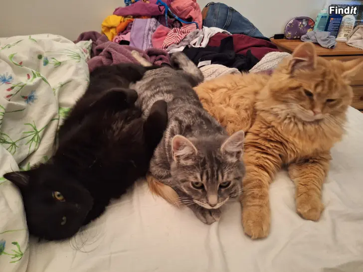 Myydään 7kk Maatiaiskissa Bondkatt