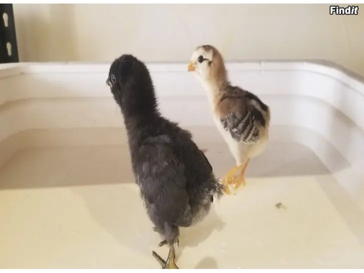 Myydään Säljer ARAUCANA kycklingar