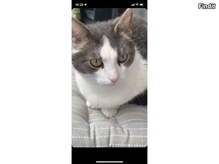 Säljes Mogen gosig bondkatt söker nytt hemman att hålla i skick