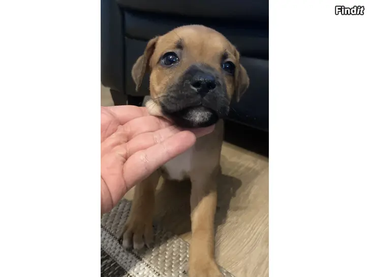 Myydään Staffordshirenbullterrieri pentu