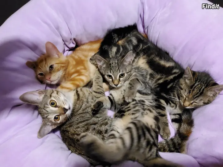 Säljes Kattungar