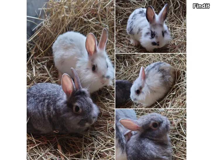 Uthyres Kaniner över sommaren