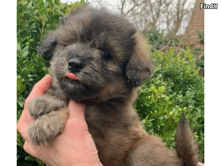 Myydään Underbara Lappoodle valpar