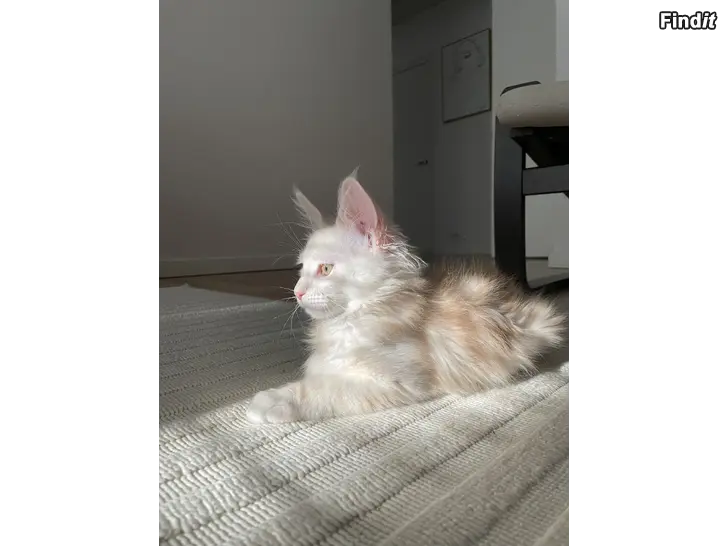 Myydään Maine Coon -kissanpentu