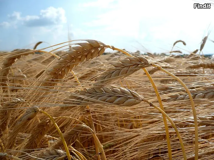 Ostetaan Köpes Korn till högre pris ring 0505832151