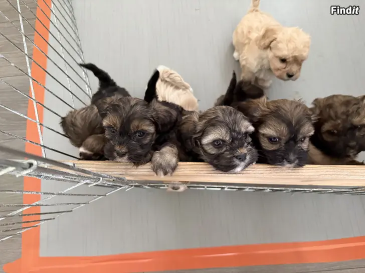 Säljes Hundvalpar