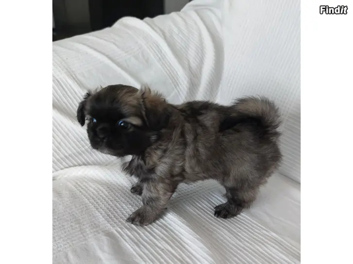 Myydään Tibetanskspaniel valp