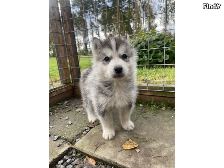 Säljes Samojed/huskymix valpar