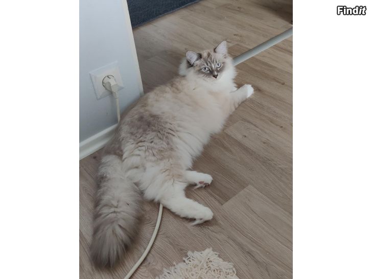 Myydään Ragdoll Helig birma