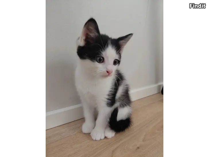 Säljes Kattunge