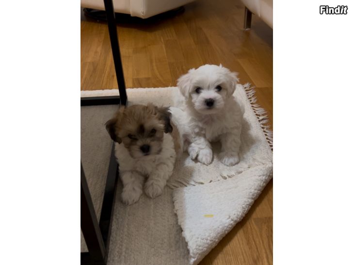 Myydään Coton de tulear pennut