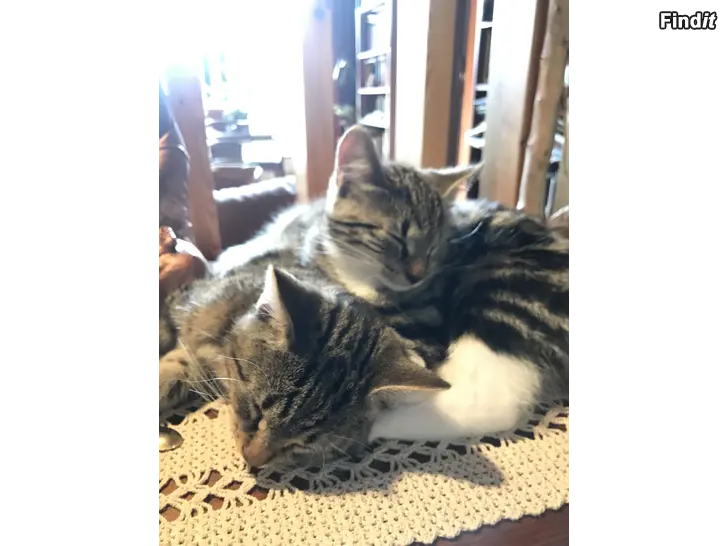 Säljes Kattungar