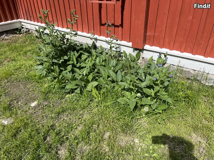 Bortges Oidentifierad blomma