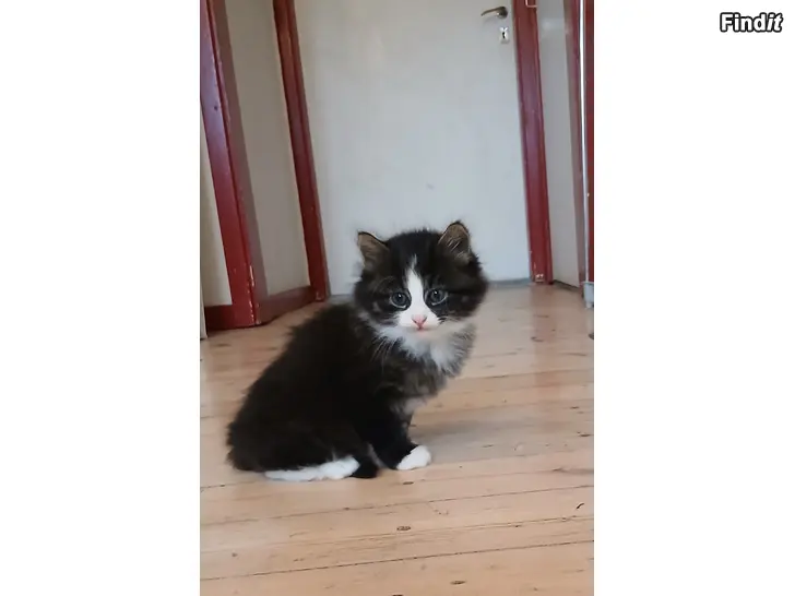 Säljes Ultrasöt kattunge